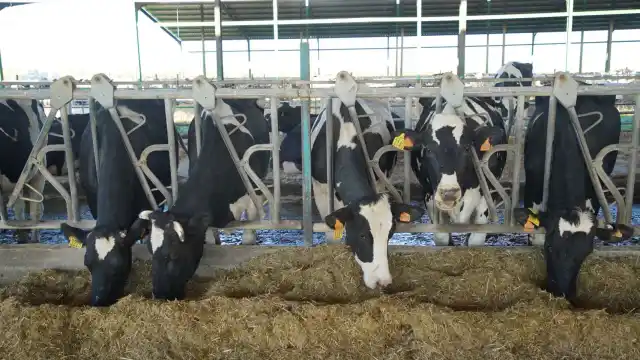 Los productores negocian subidas de precio con las industrias lácteas para evitar el desastre