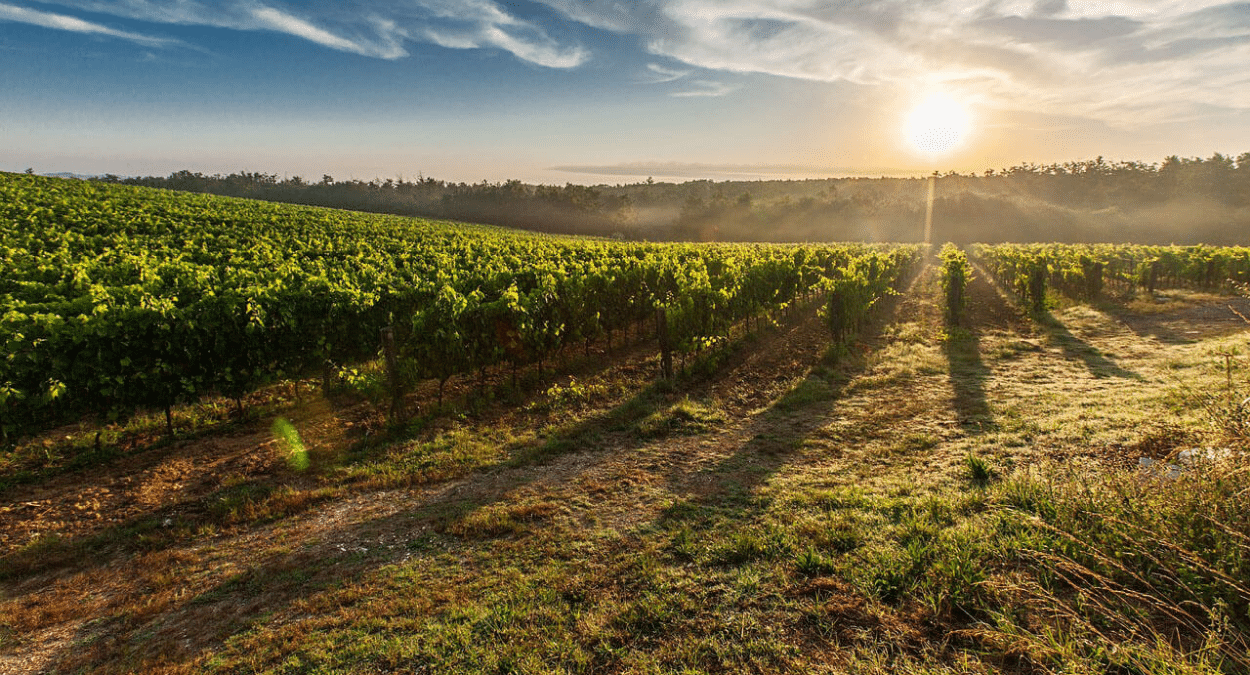 La superficie de viñedos de España podría verse reducida un 20% por el cambio climático