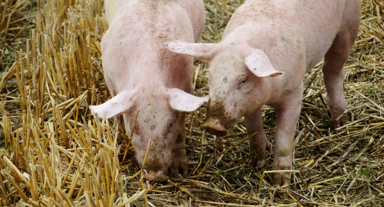 Las exportaciones del sector porcino dejan más de 7.000 millones de euros en 2021