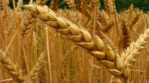 El cultivo del cereal, en peligro: se espera una disminución del 5% por la subida de temperaturas