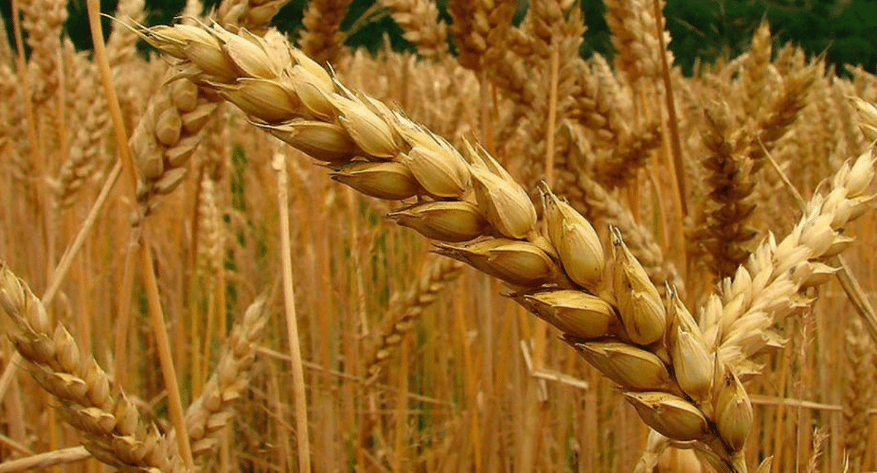 El cultivo del cereal, en peligro: se espera una disminución del 5% por la subida de temperaturas