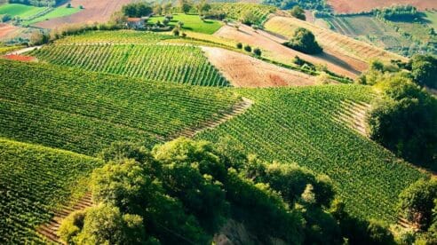 La Federación Española del Vino aprueba un manifiesto en defensa del paisaje del viñedo y su protección