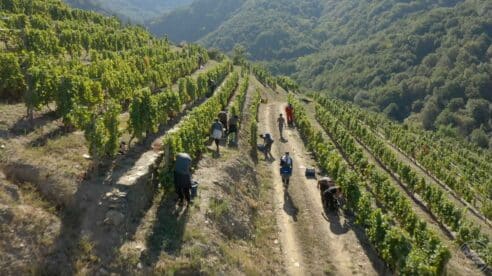La matriz de Estrella Galicia impulsa un plan de apoyo a las bodegas que recuperan uvas autóctonas