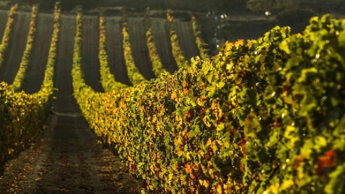 El enoturismo en Rioja genera un impacto económico superior a los 155 millones de euros