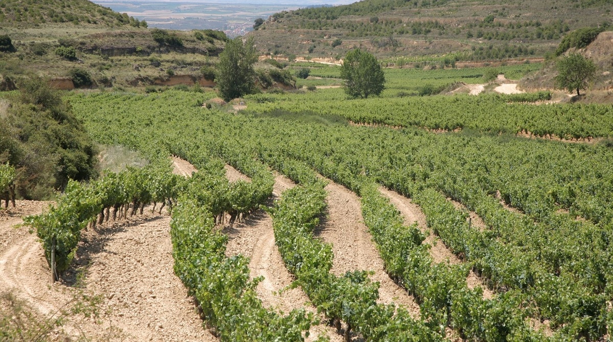 Viñedos y Bodegas Sierra Cantabria confía a Hijos de Rivera la comercialización de sus vinos