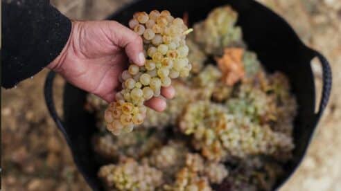 La DOCa Rioja se apoya en la IA para impulsar la producción y calidad de sus viñedos