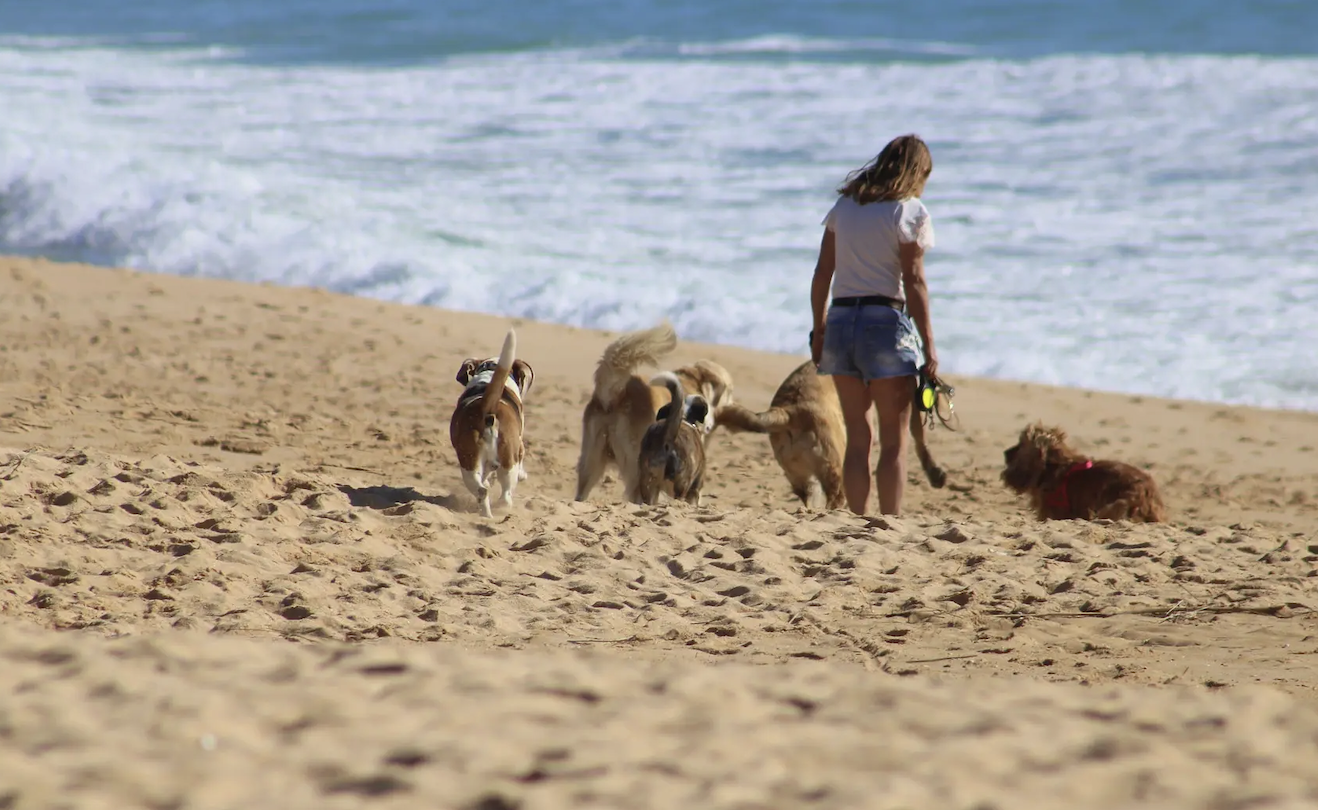 El mapa de hoteles ‘pet friendly’ de la Costa Blanca